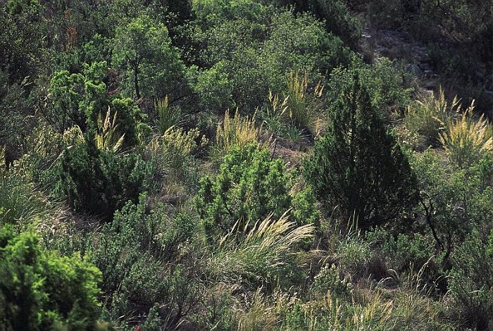Matorral mediterraneo-levantino esclerofilo